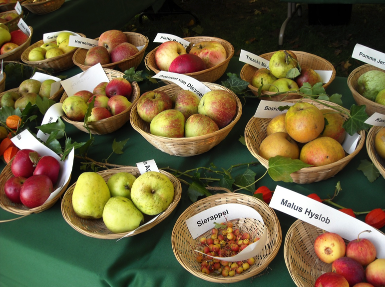 growing-fruitful-apple-trees